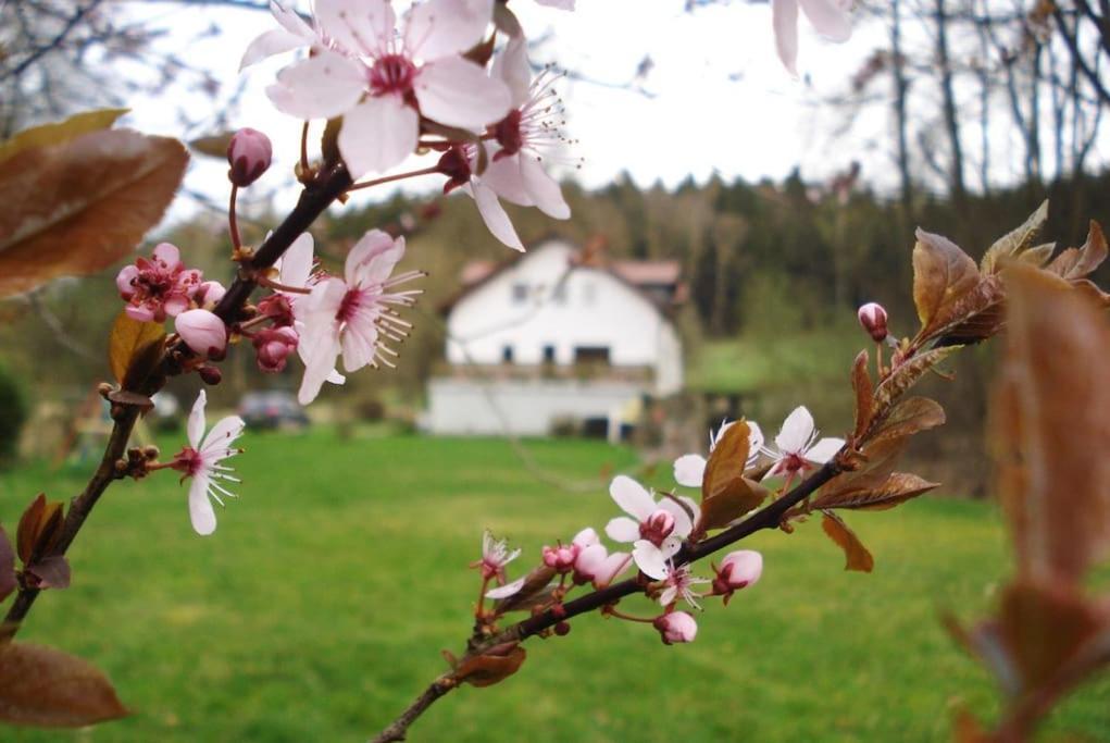 Wald-Apartment Limabach - Oberfrohna Extérieur photo